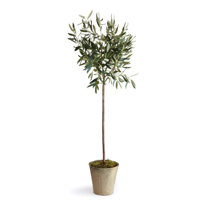 potted olive tree silver green leaves large