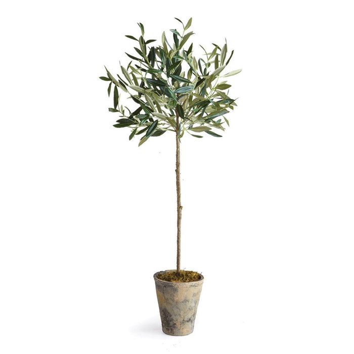 potted olive tree silver green leaves small
