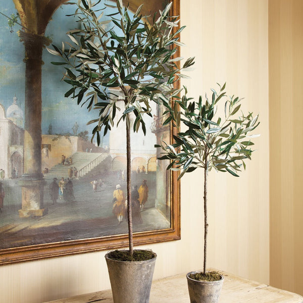 potted olive tree silver green leaves small