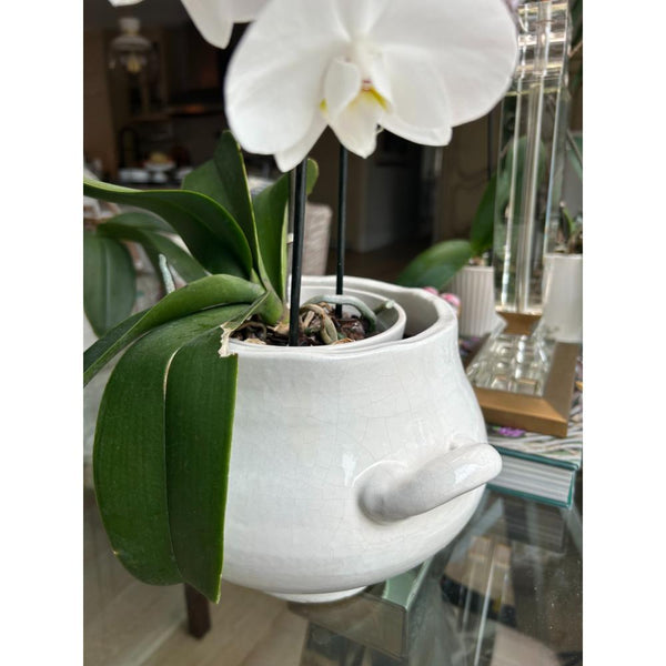 White orchid in a Napa Home & Garden Ceramic Glazed Wellon Footed Cachepot on a glass table with decor accents.
