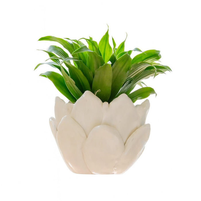 White lotus-shaped planter with green plant on a white background