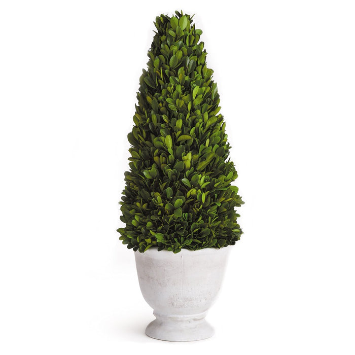 cone green topiary boxwood white vase