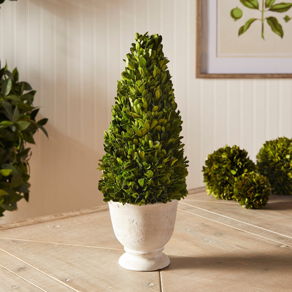 cone green topiary boxwood white vase