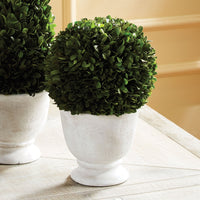 large round green topiary boxwood white vase