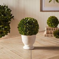 large round green topiary boxwood white vase