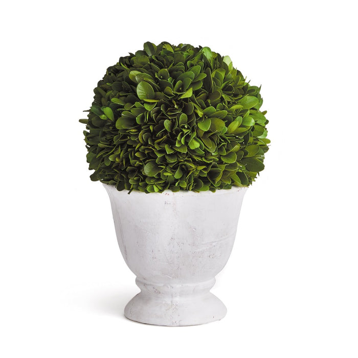 small round green topiary boxwood white vase