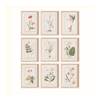 Set of nine framed botanical prints on a white background