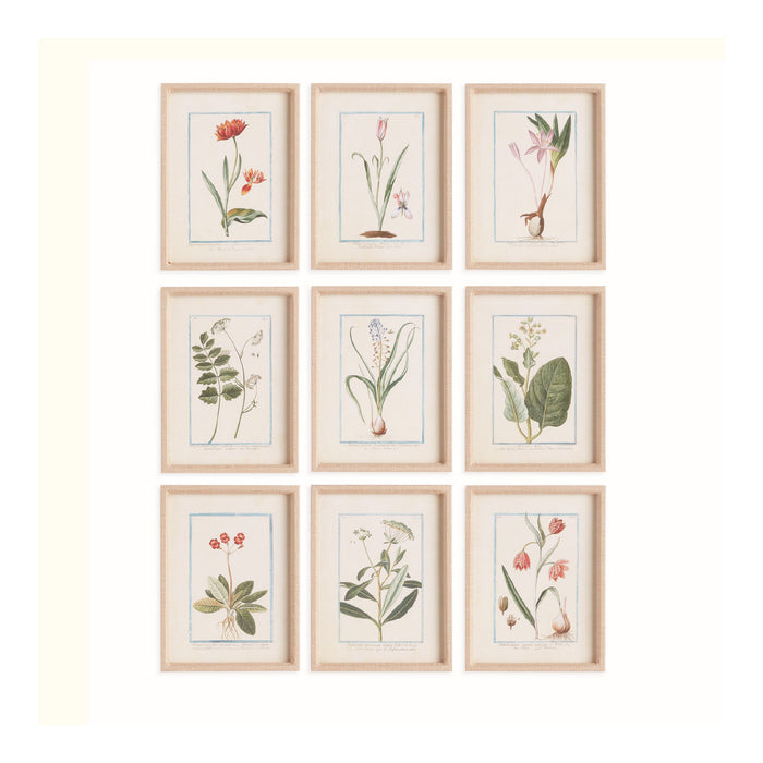 Set of nine framed botanical prints on a white background