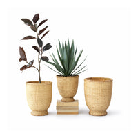 Three wicker planters with plants on a white background