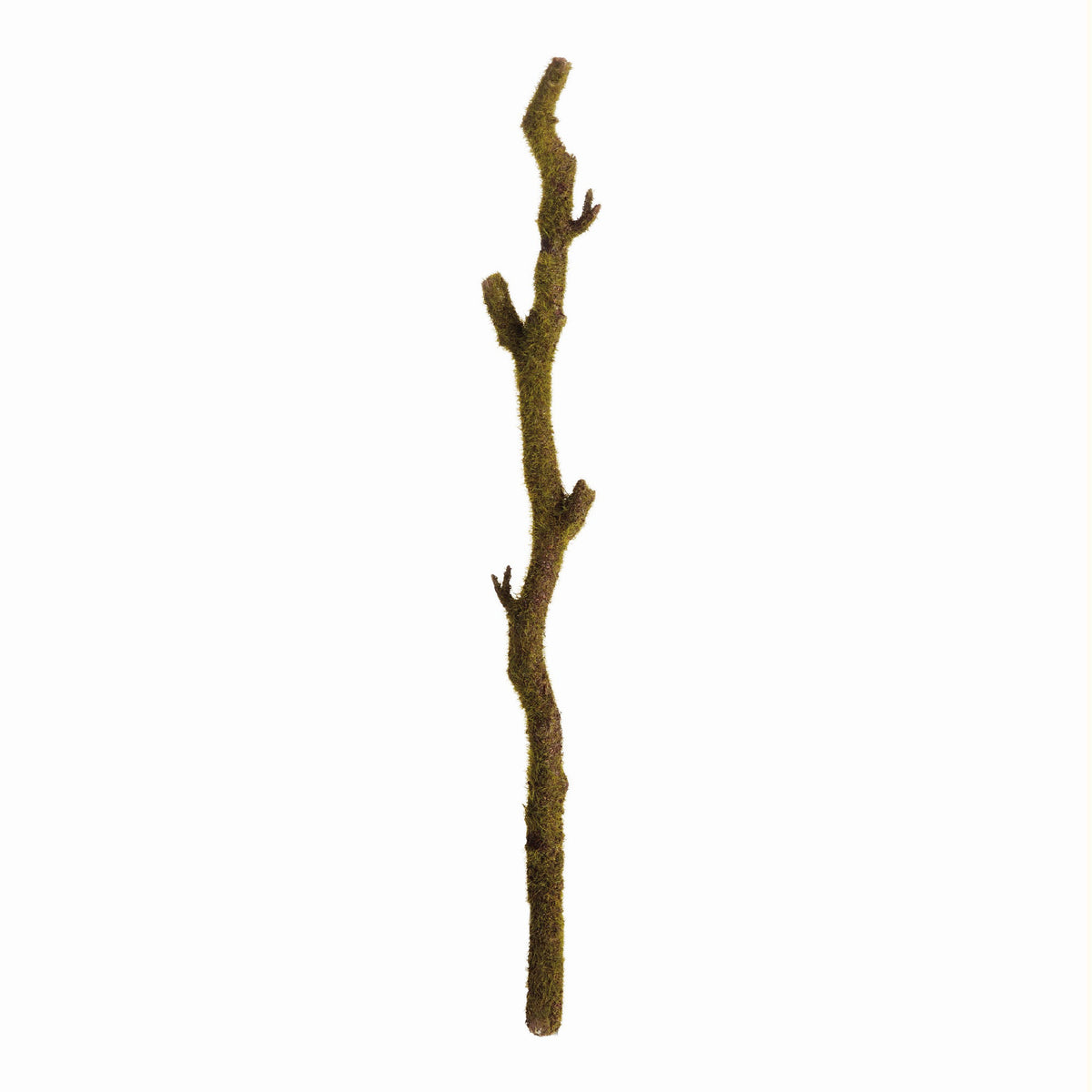 mossy branch