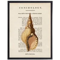 vintage shell illustration framed wall art