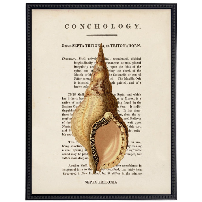 vintage shell illustration framed wall art
