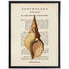 vintage shell illustration framed wall art