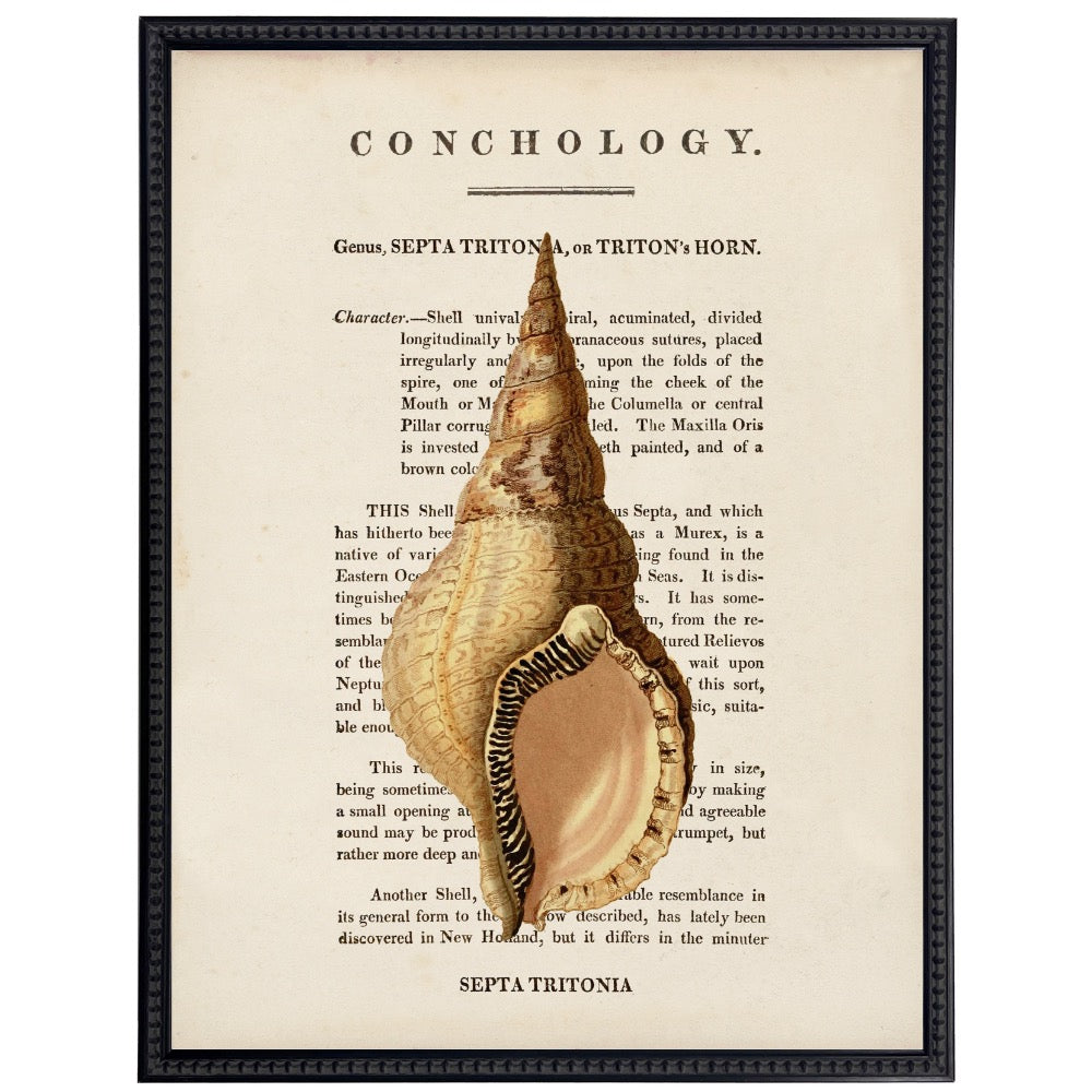 vintage shell illustration framed wall art