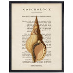 vintage shell illustration framed wall art