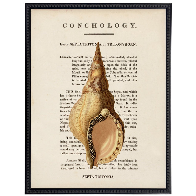vintage shell illustration framed wall art