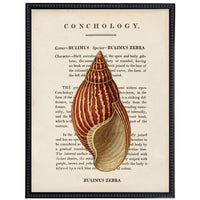 vintage shell illustration framed wall art