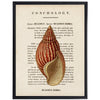 vintage shell illustration framed wall art
