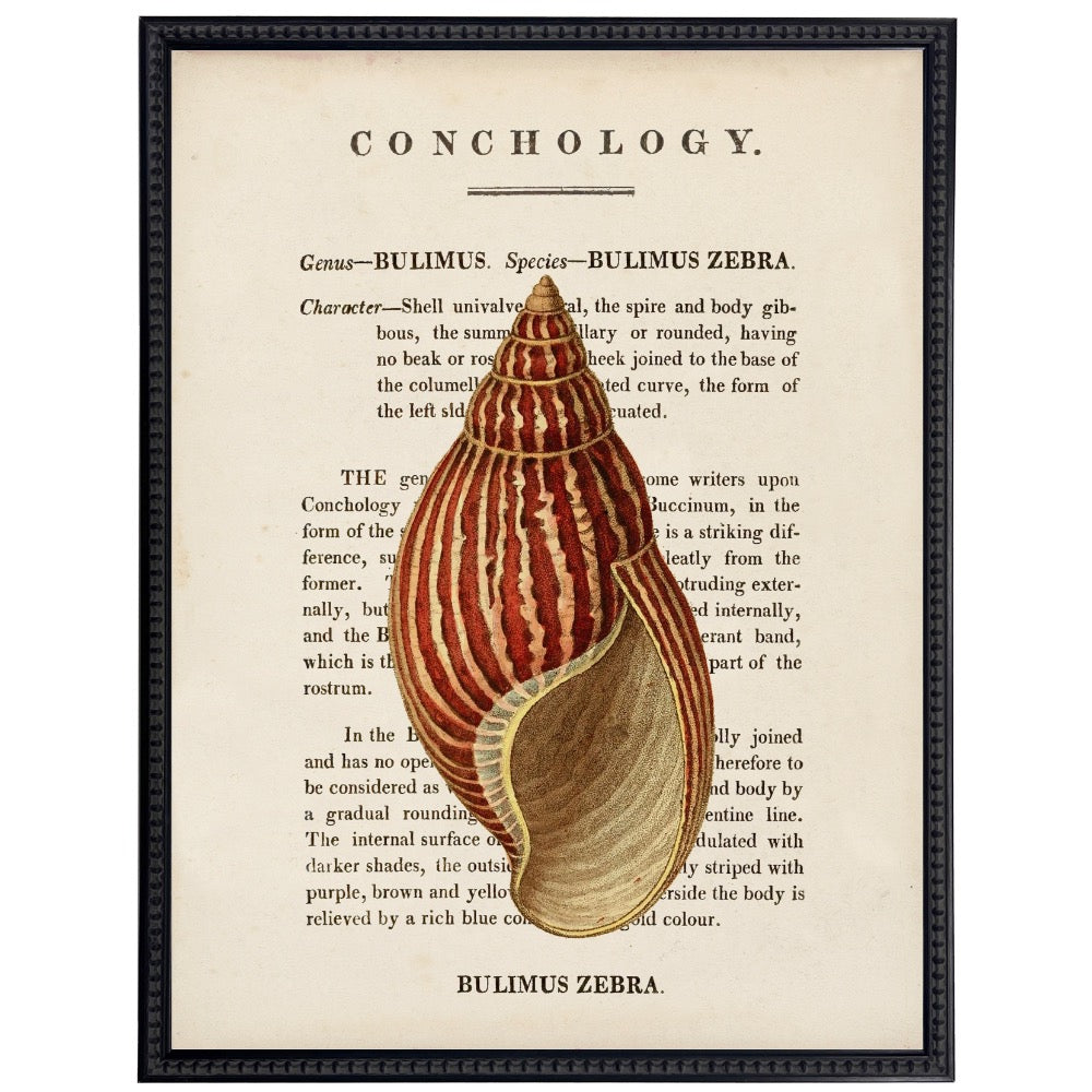 vintage shell illustration framed wall art
