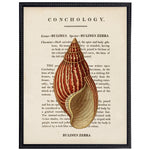 vintage shell illustration framed wall art