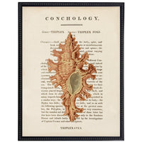 vintage shell illustration framed wall art