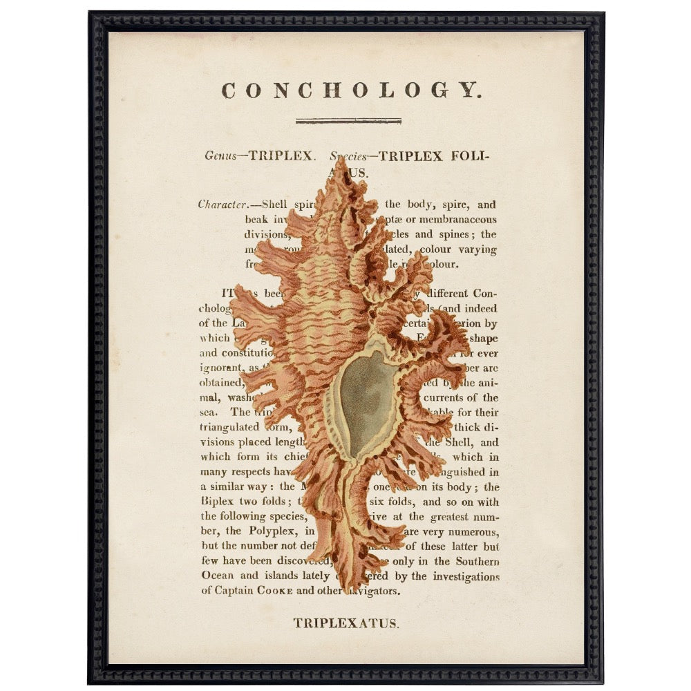 vintage shell illustration framed wall art