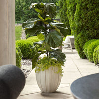 Potted fiddle leaf fig plant on a patio with garden view