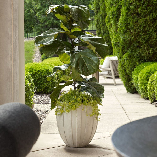 Potted fiddle leaf fig plant on a patio with garden view