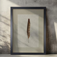The Kestrel Feather Photography Art by Barloga Studios is elegantly displayed in archival wood frames, showcasing a framed feather portrait against a textured wall with soft shadows.