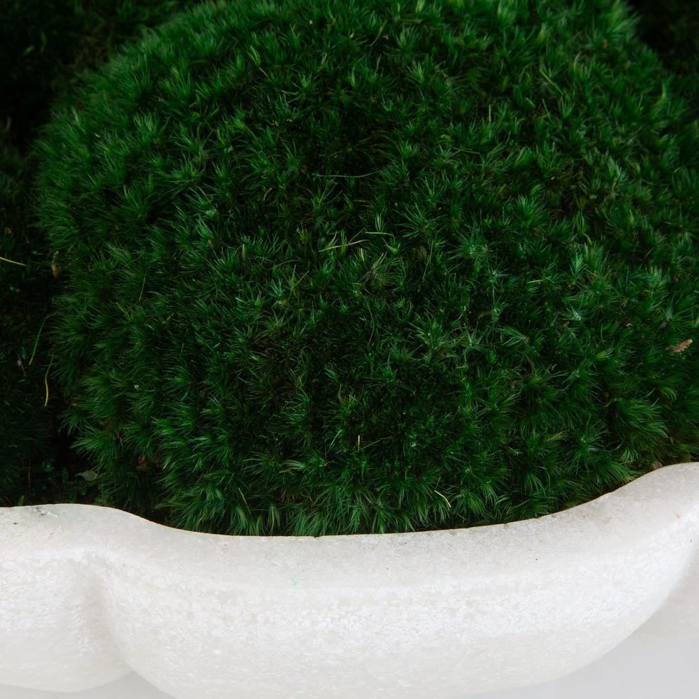 Close-up of green moss on a white stone surface