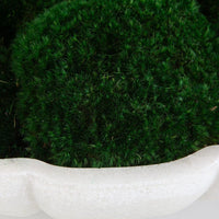 Close-up of green moss on a white stone surface