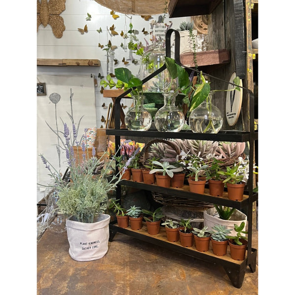 A rustic three-tier black metal and wood plant shelf filled with potted succulents and houseplants, displayed in a home decor nursery or garden center alongside a white fabric pot bag and other plants.