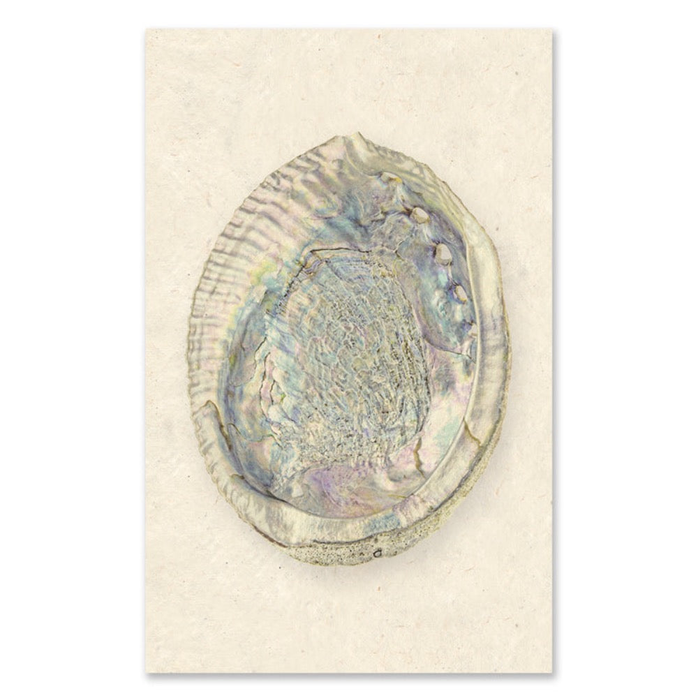 photography art print abalone shell white coastal decor