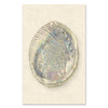 photography art print abalone shell white coastal decor