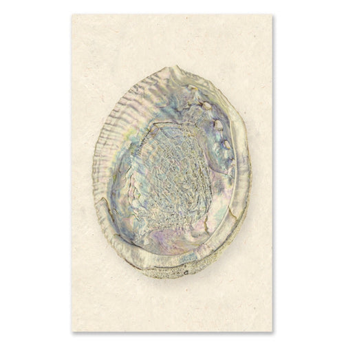 photography art print abalone shell white coastal decor