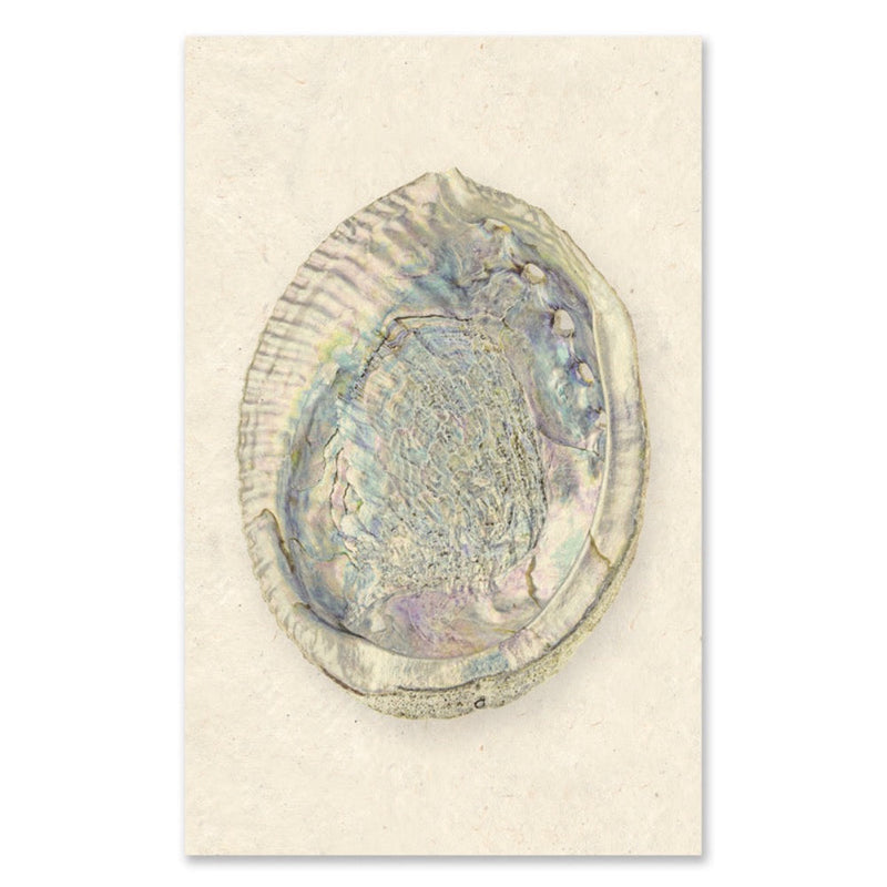 photography art print abalone shell white coastal decor