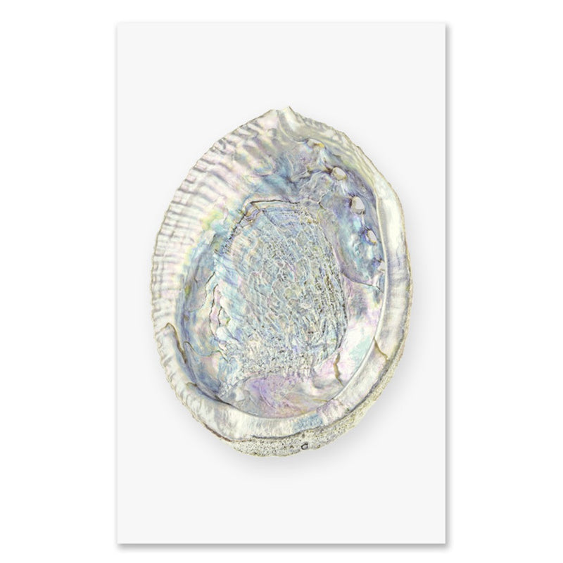 Abalone Grand Format Photography Art (paper + hanging options)