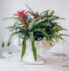 White vase acanthus leaves