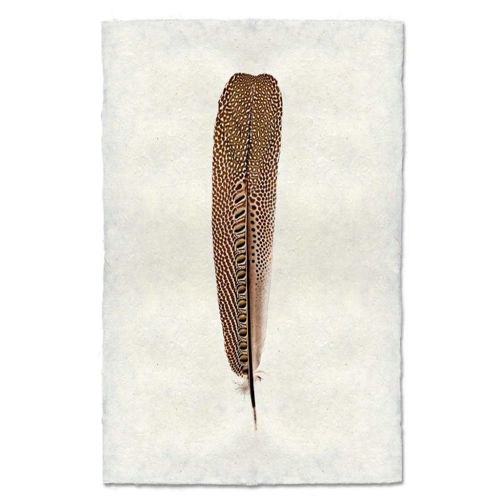 argus pheasant feather framed photography art