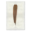 argus pheasant feather framed photography art