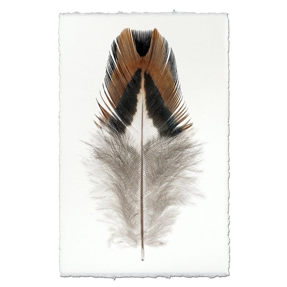 Feather on a textured white background