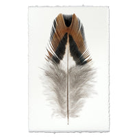 Feather on a textured white background