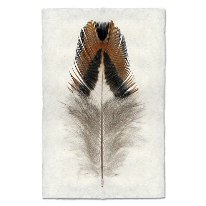 Feather on a textured white background