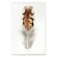 Feather on a textured white background