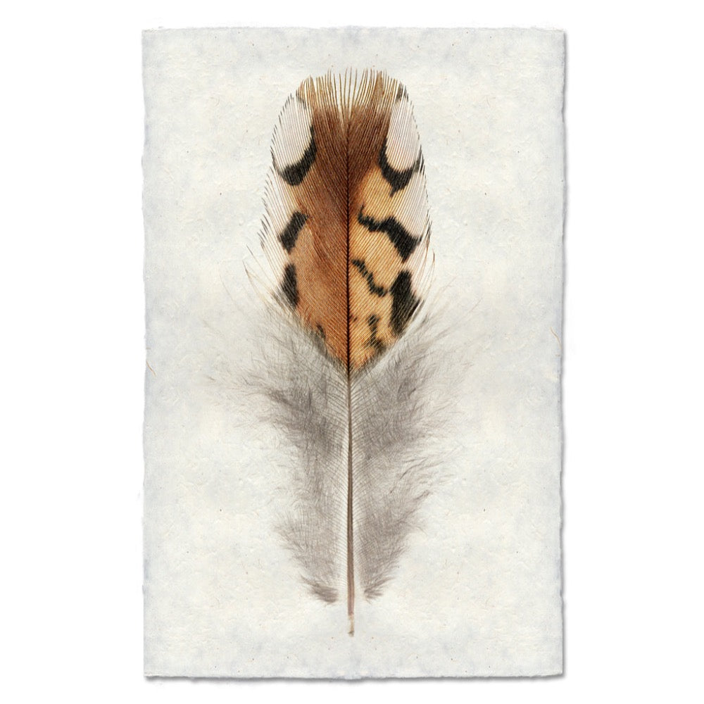 Feather design on an off white background