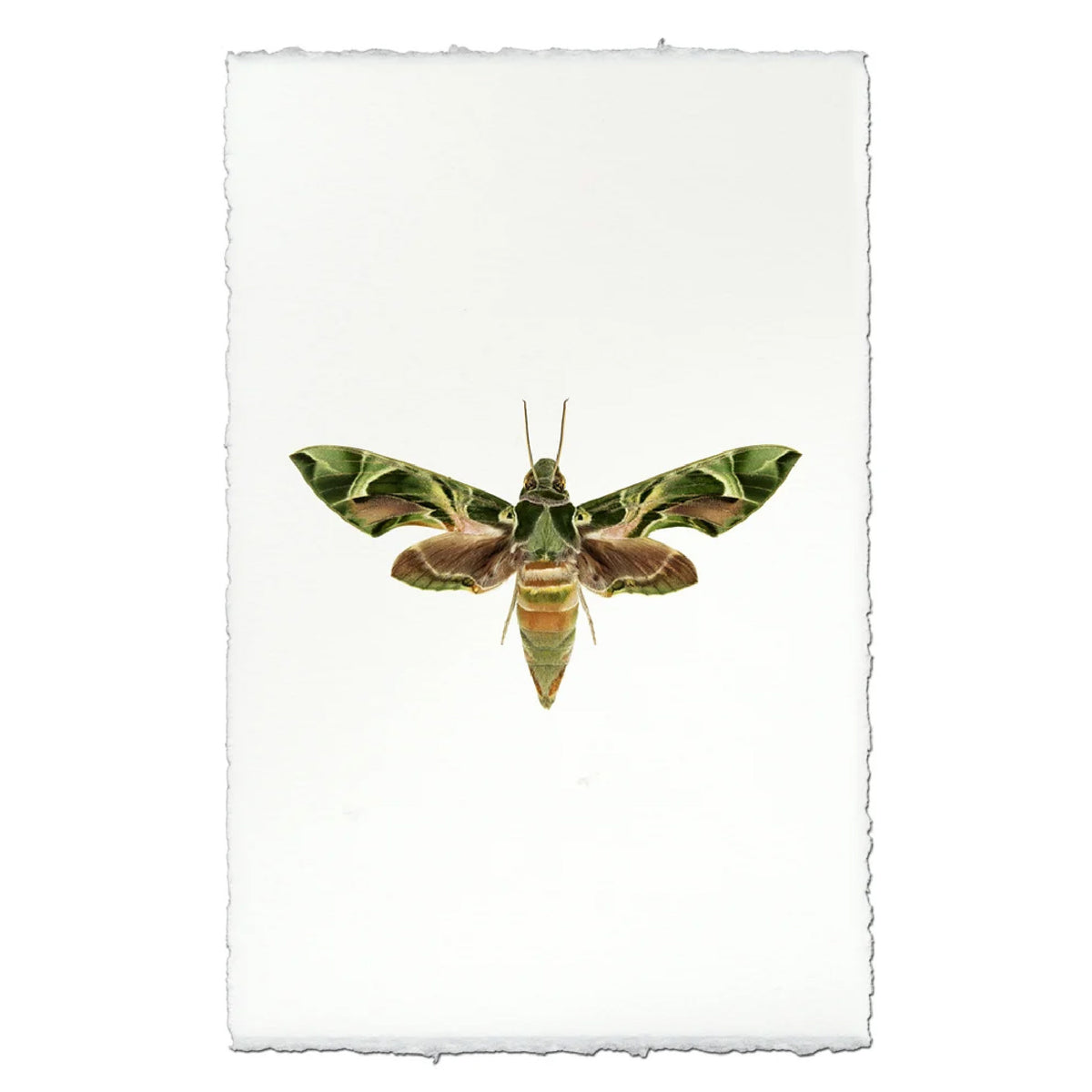 Art print with a white, textured border featuring a detailed illustration of a green and brown moth in the center, set against a solid white background.