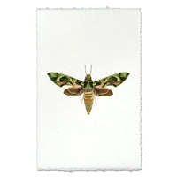 Art print with a white, textured border featuring a detailed illustration of a green and brown moth in the center, set against a solid white background.