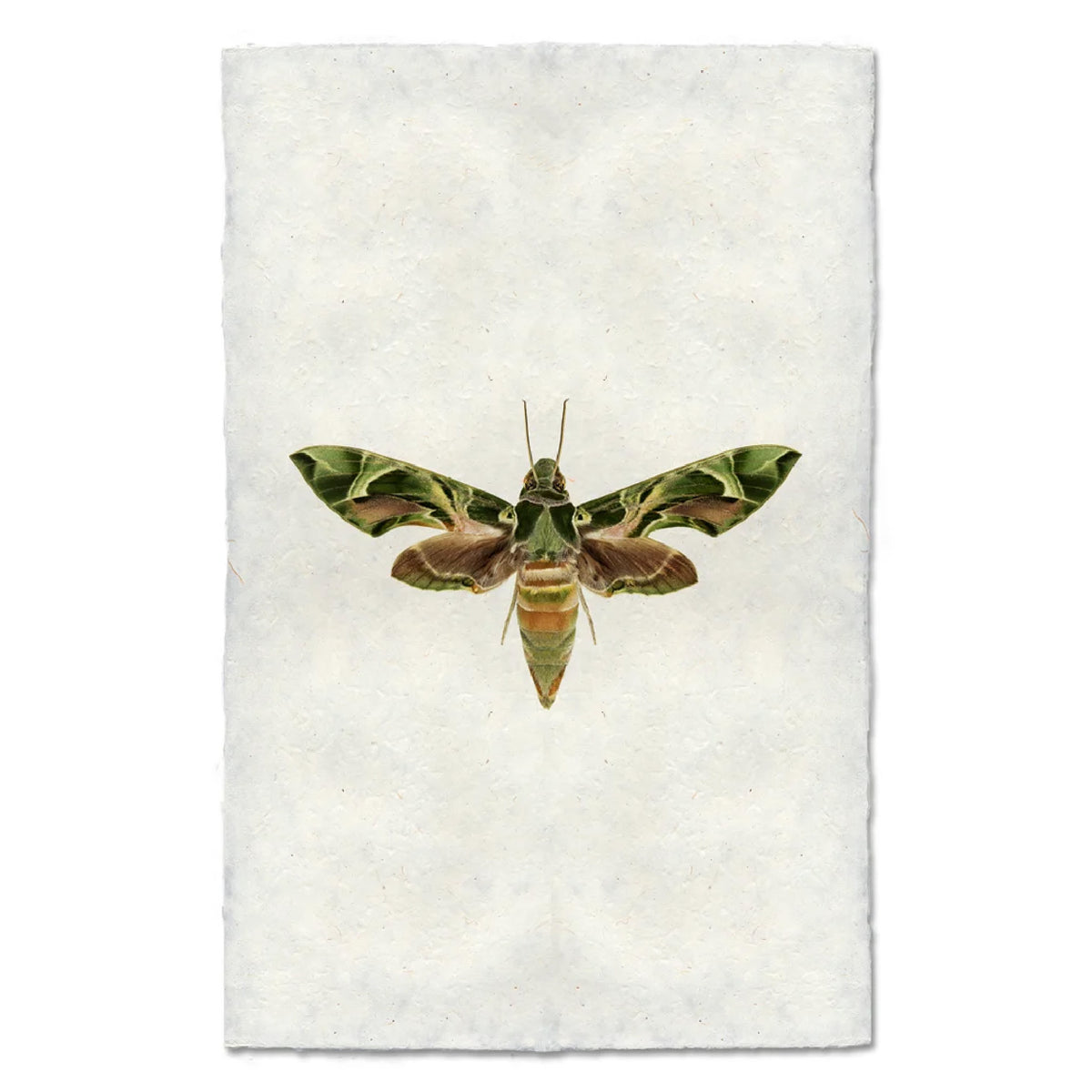A rectangular off white paper with textured edges, featuring a detailed illustration of a green and brown moth in the center.