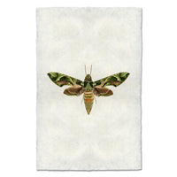 A rectangular off white paper with textured edges, featuring a detailed illustration of a green and brown moth in the center.