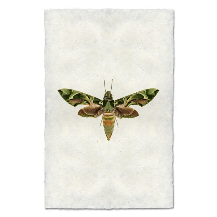 A rectangular off white paper with textured edges, featuring a detailed illustration of a green and brown moth in the center.
